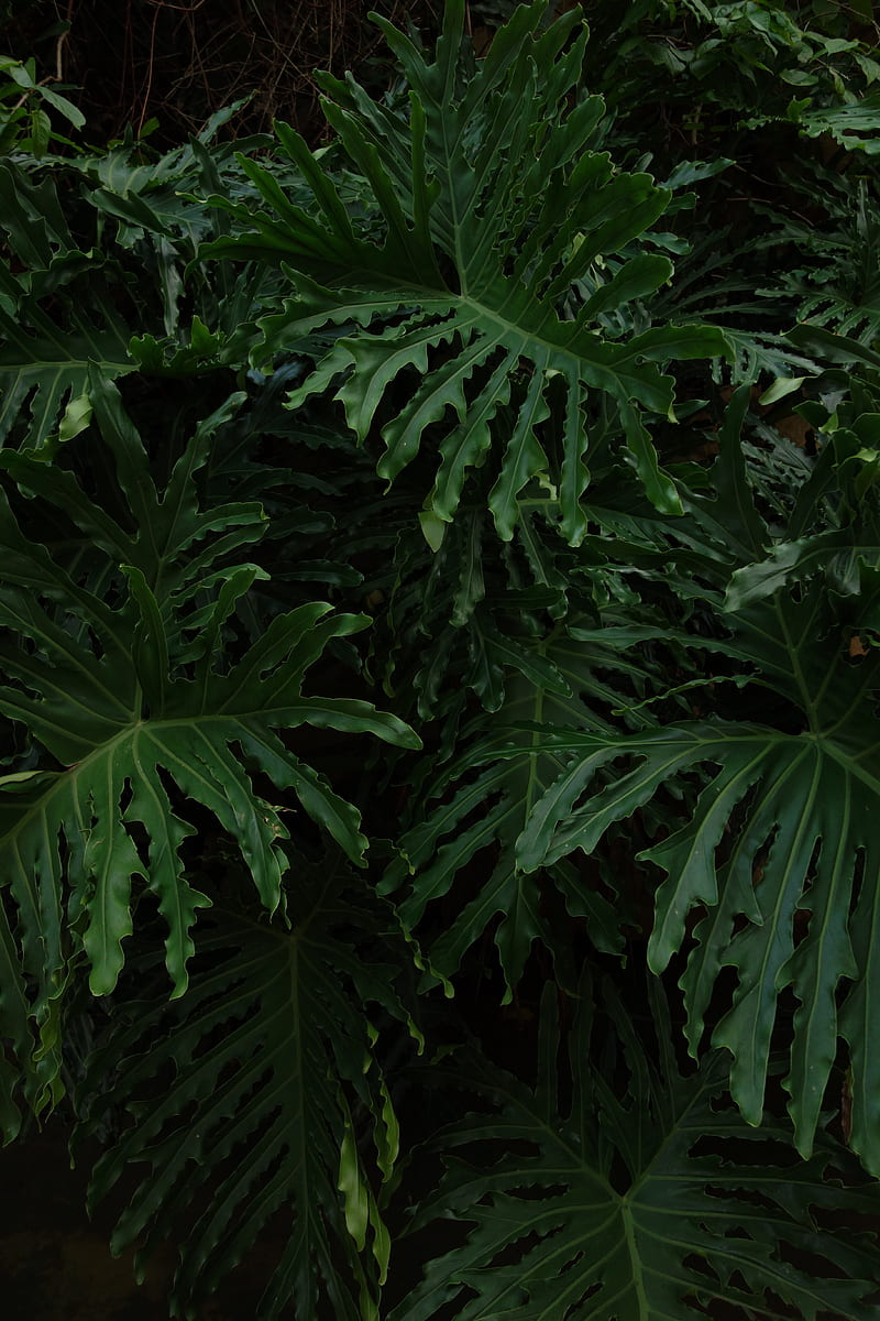leaves, plant, glossy, dark, HD phone wallpaper