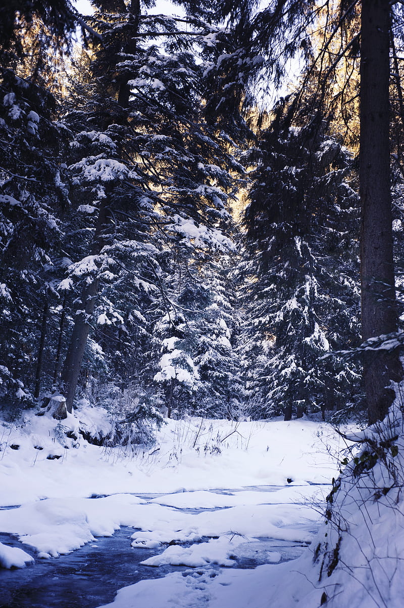 winter, forest, snow, trees, HD phone wallpaper