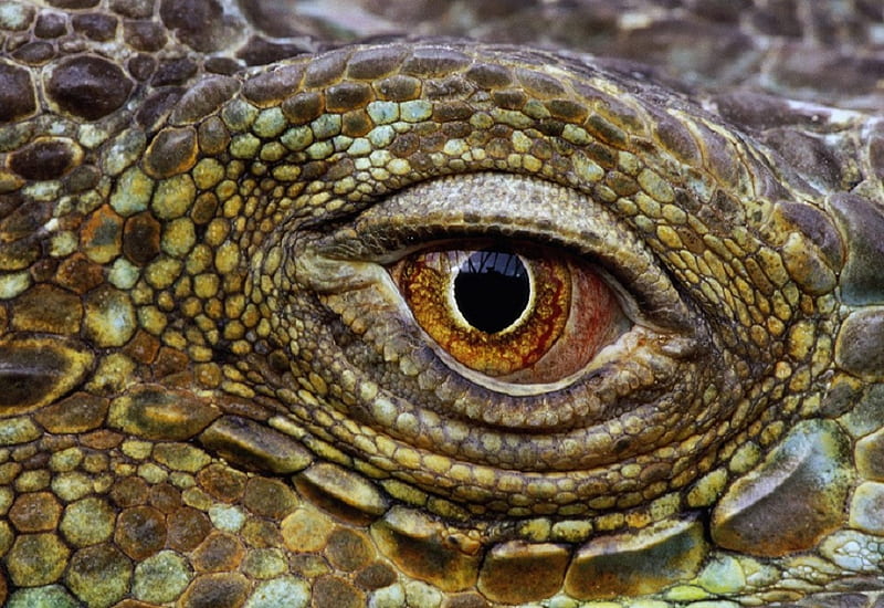 Close Up Of The Scales Of A Reptile Stock Photo, Picture and Royalty Free  Image. Image 5906093.