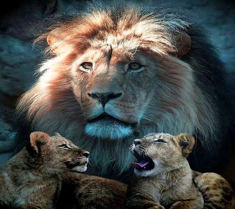 Lions, HD wallpaper