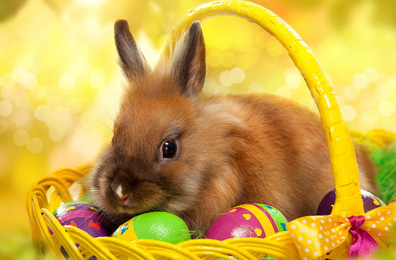 Easter, bokeh, easter eggs, bunny, happy easter, HD wallpaper