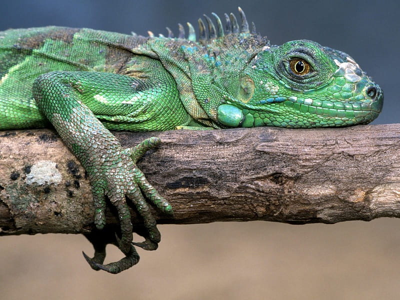 Untitled , reptiles, green iguana, HD wallpaper
