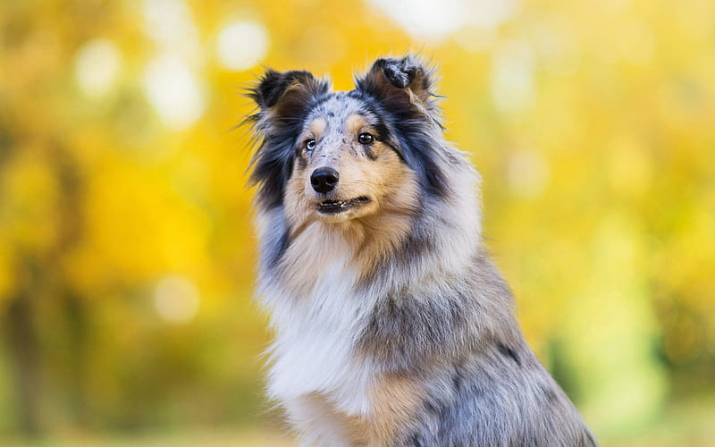 gray collie, cute fluffy big dog, pets, dog breeds, summer, evening, dogs, HD wallpaper