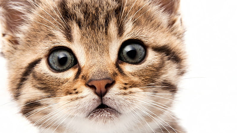 Curioso gatito, mirada, gatito, ojos, Fondo de pantalla HD | Peakpx