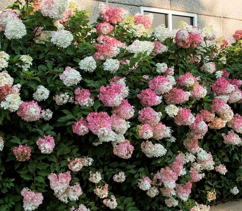 Hydrangea Vanilla Strawberry Pink Flowers, Hydrangea, Pink, Strawberry, Vanilla, Flowers, HD wallpaper
