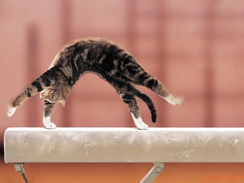 Acrobatic Perfomance, cute, acrobatic, pose, kitty, cat, HD wallpaper