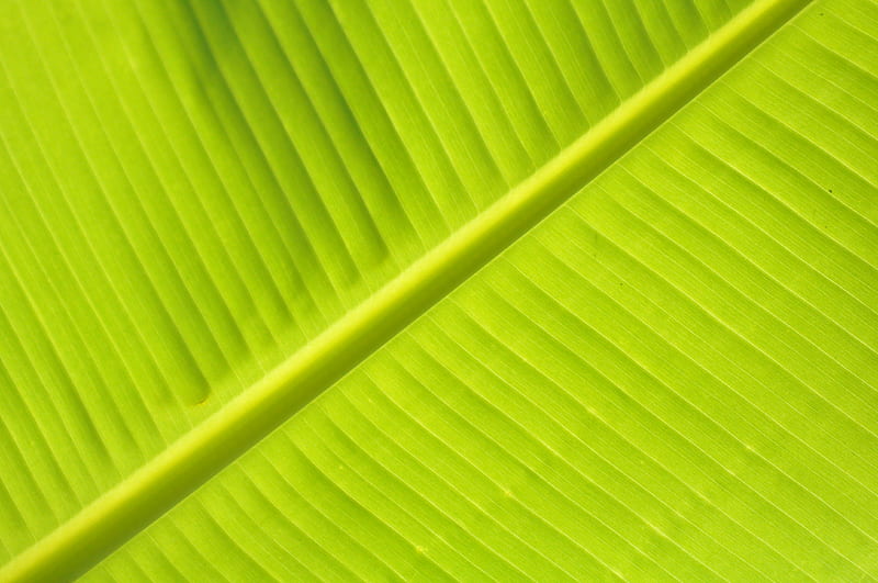 green banana leaf in close up graphy, HD wallpaper