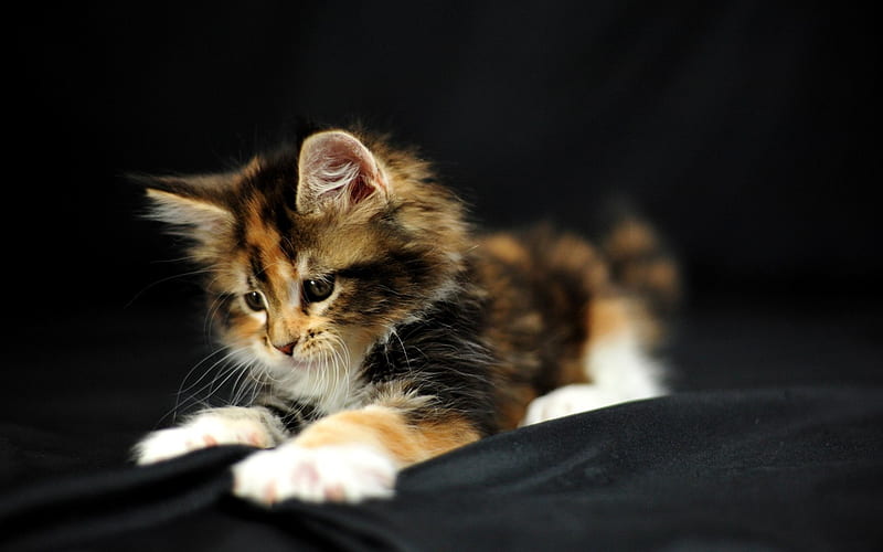 Sweet little Kitty, domestic, young, kitten, small, HD wallpaper