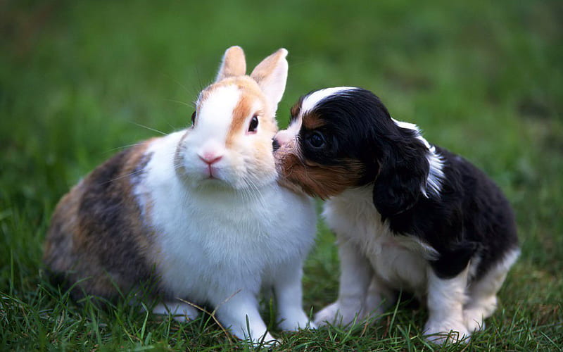 Collie Dog, rabbit, friendship pets, cute animals, dogs, friends, puppy, Collie, HD wallpaper