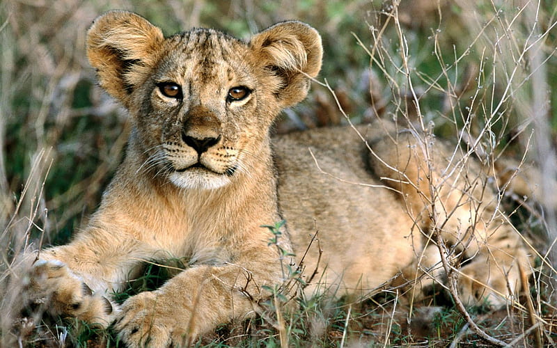 lion cub, feline, grass, cub, cat, lion, HD wallpaper