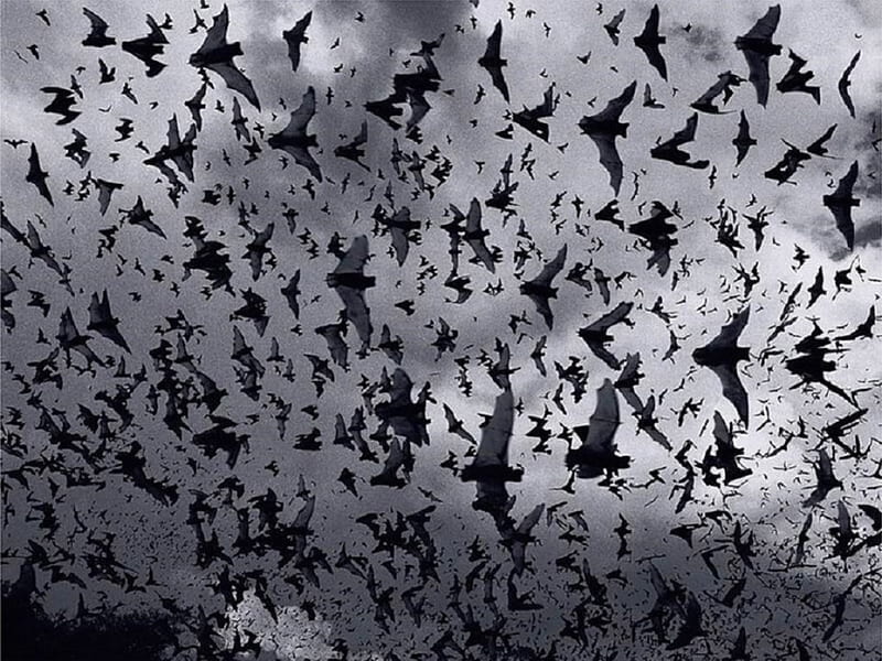 Bats, Animal, Wild, Bat, Bird, HD wallpaper