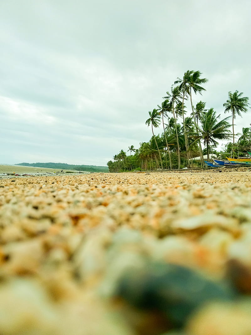 coast, pebbles, beach, palm, HD phone wallpaper