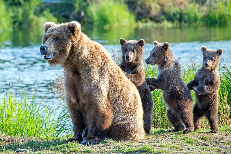 Momma Bear and her 3 Cubs, river, bears, nature, animals, HD wallpaper