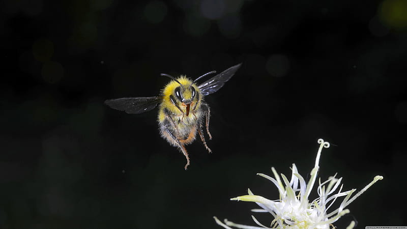 bumblebee in flight, flower, insect, bumblebee, flight, HD wallpaper