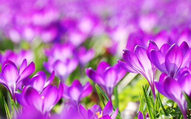 crocuses, beautiful flowers, purple crocus, purple flowers, HD wallpaper