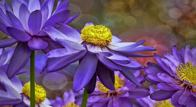 Water Lily, lily, flowers, nature, purple, HD wallpaper
