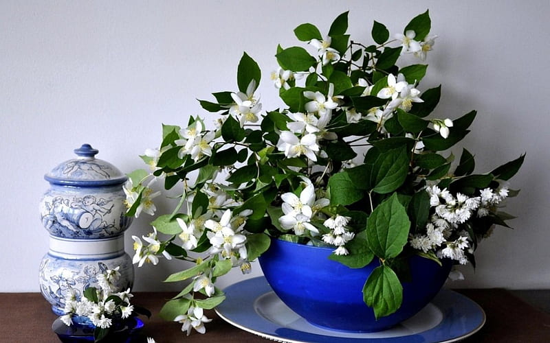 Jasmine Flowers, spring, jasmine, leaves, green, flowers, plate, nature, chinese, bowl, HD wallpaper