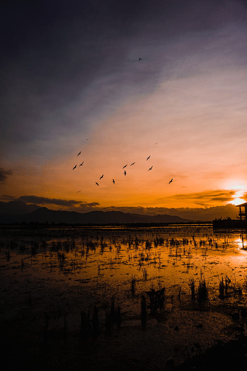 sunset, horizon, birds, silhouettes, water, indonesia, HD phone wallpaper