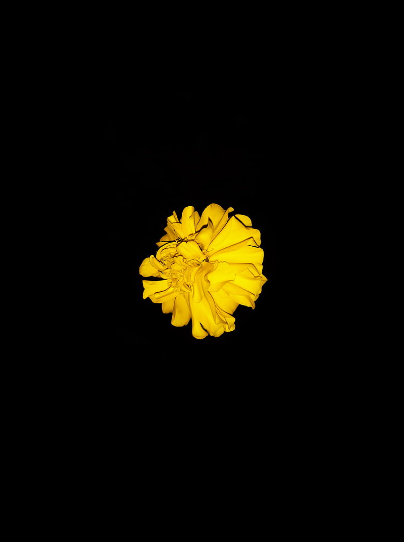 Marigold, yellow, sunflowers, black and white, flower, black, gris, flowers, background, white, HD phone wallpaper