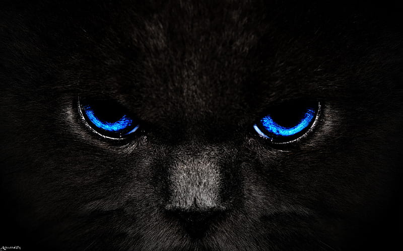 Gato, ojos, azul, mirada, oscuro, Fondo de pantalla HD | Peakpx