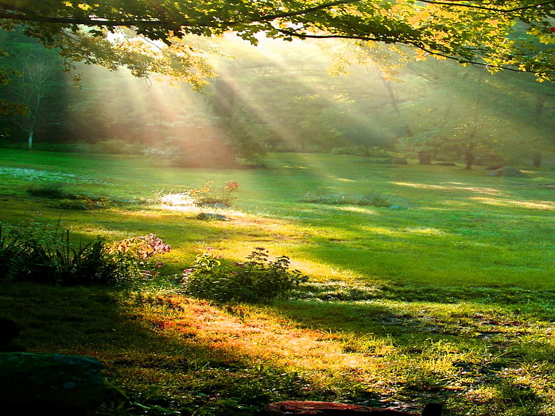 Patches, forest, rays, patches of light, green grass, trees, mist, HD  wallpaper | Peakpx