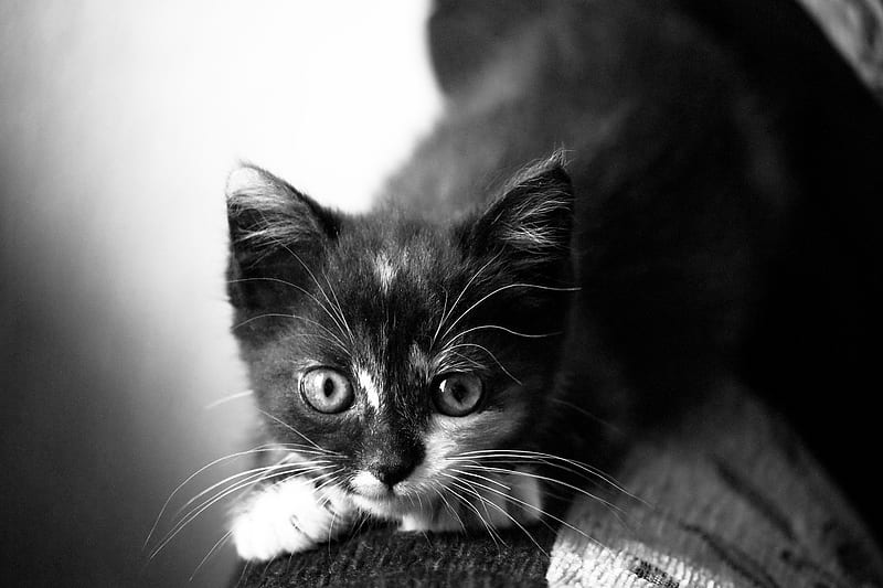 ready to pounce, furry, cute, graphy, black, white, cat, animal, HD wallpaper