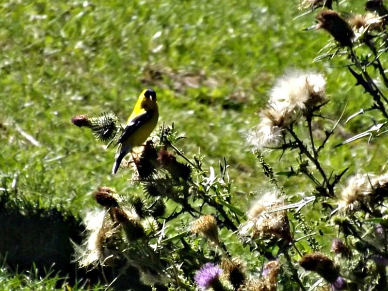 yellow finch, yellow, bird, finch, HD wallpaper