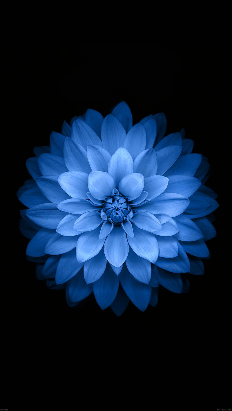 Flower Design, apple, blue, flowers, lotus, original, phone, plus, white, HD phone wallpaper