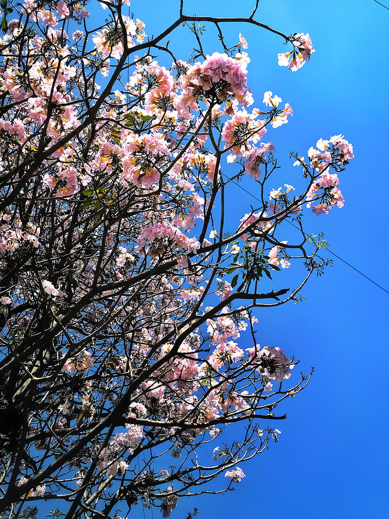 Poui rosa, flor de cerezo, flores, cielos azules, flores rosadas, tiro en  iphone, Fondo de pantalla de teléfono HD | Peakpx