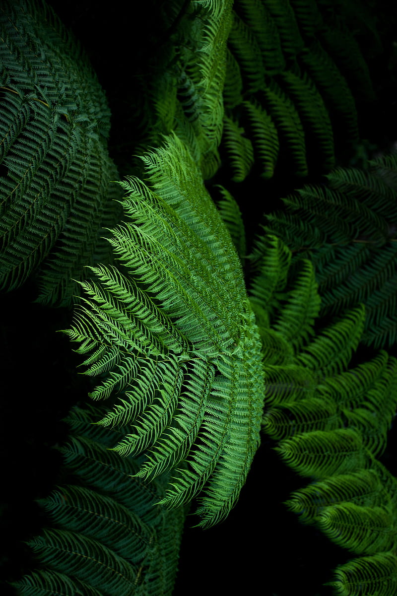 fern, leaves, green, tropical, exotic, HD phone wallpaper