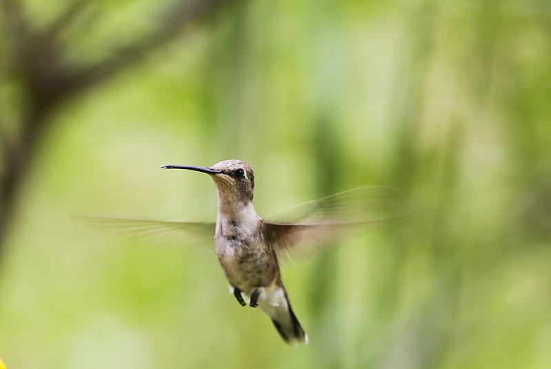Hummingbird, hummingbird in the air, small bird, hummingbird flying, HD wallpaper