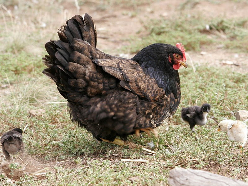 Mother hen with chicks, hen, chicks, chicken, grass, HD wallpaper