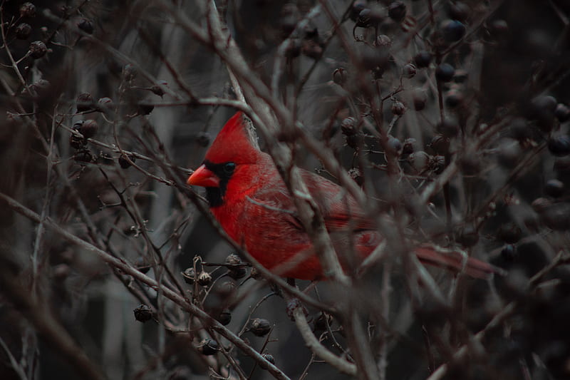 cardinal, bird, branches, beak, red, HD wallpaper