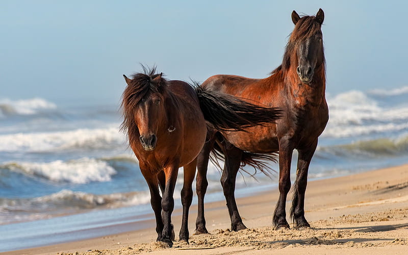 brown horses, beach, coast, beautiful animals, horses, HD wallpaper