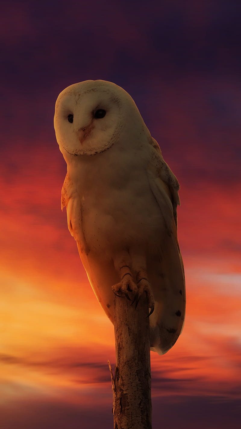 Observer, dawn, owl, owl , portrait, scenery, sky, sunrise, sunset, white owl, HD phone wallpaper