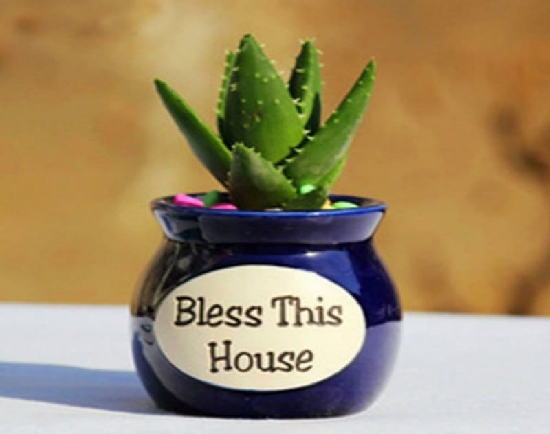 Bless This House, words, pot, cactus, plant, HD wallpaper