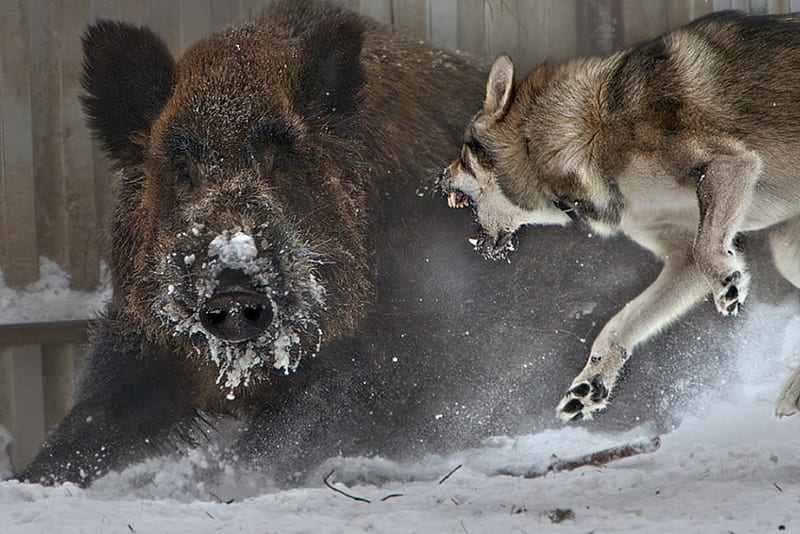 wolf vs boar, wild boar, battle, snow, ficht, wild animals, HD wallpaper