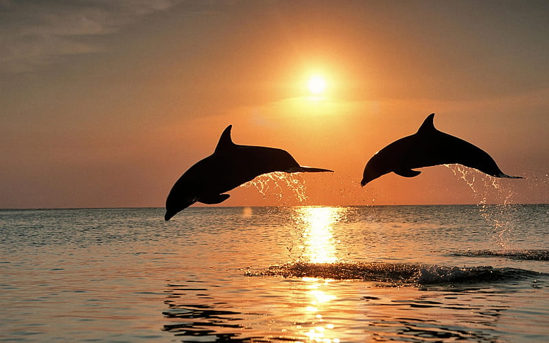 dolphin jumping at caribbean honduras, HD wallpaper