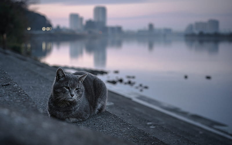 british shorthair cat, street, gray beautiful cat, evening, lake, sunset, cats breed, HD wallpaper