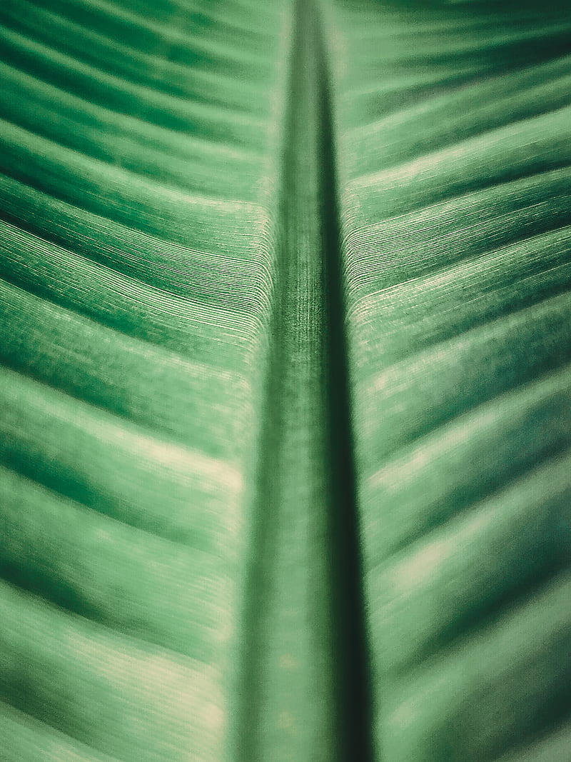 leaf, surface, macro, veins, green, HD phone wallpaper