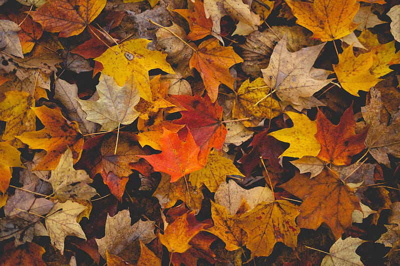 fallen leaves, leaves, autumn, yellow, brown, HD wallpaper