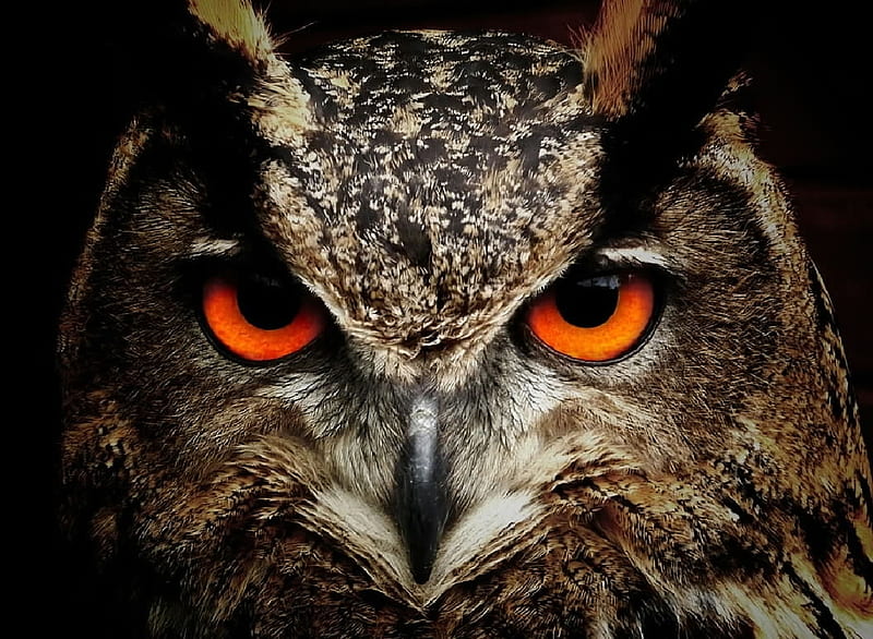 Owl, Animals, Ornithology, Birds, Zoology, HD wallpaper