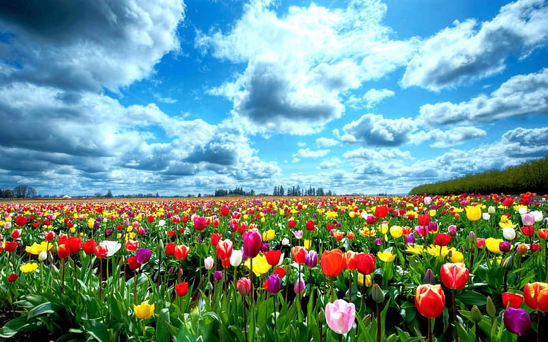 Tulip Garden In Springtime, red, yellow, bonito, sky, clouds, green,  purple, HD wallpaper | Peakpx
