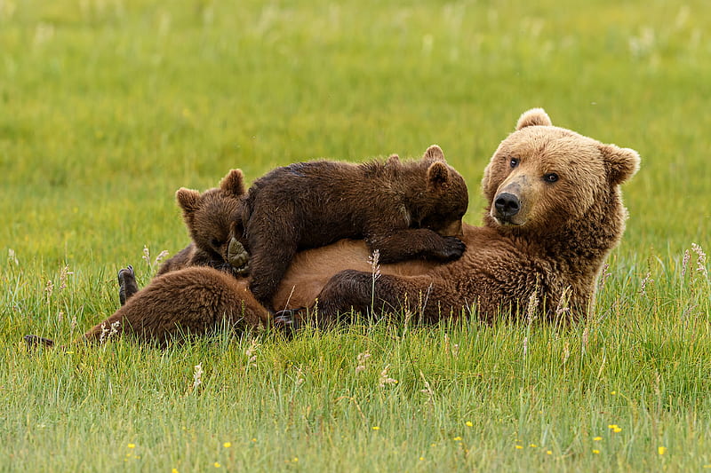 Bears, Bear, Baby Animal, Cub, Wildlife, predator (Animal), HD wallpaper