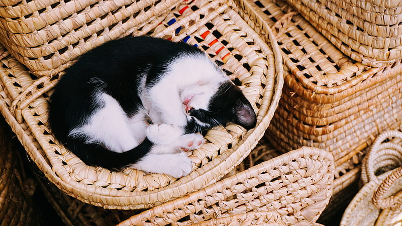 white and black cat sleeping on brown wicker basket, HD wallpaper