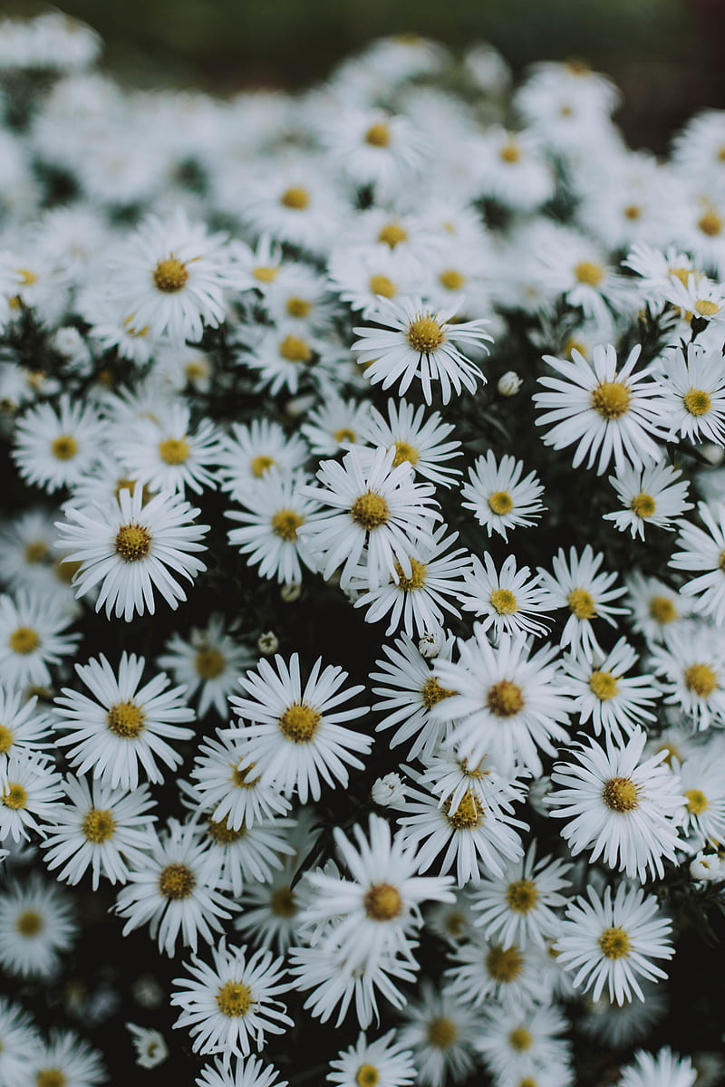 daisies, flowers, white, macro, bloom, HD phone wallpaper