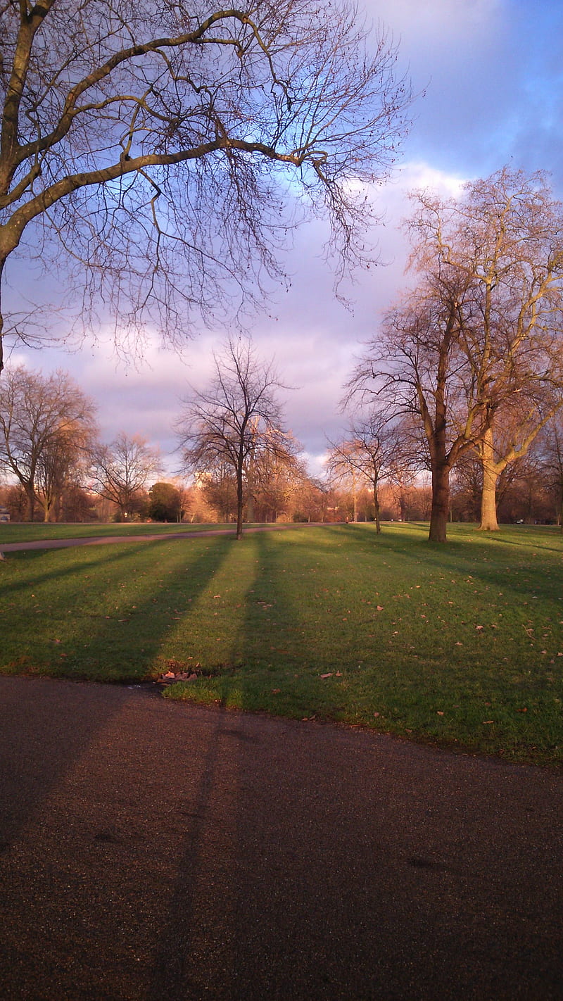 Autumn in London, afternoon, autumn, grass, green, london, nature, park, sun, sunset, trees, HD phone wallpaper