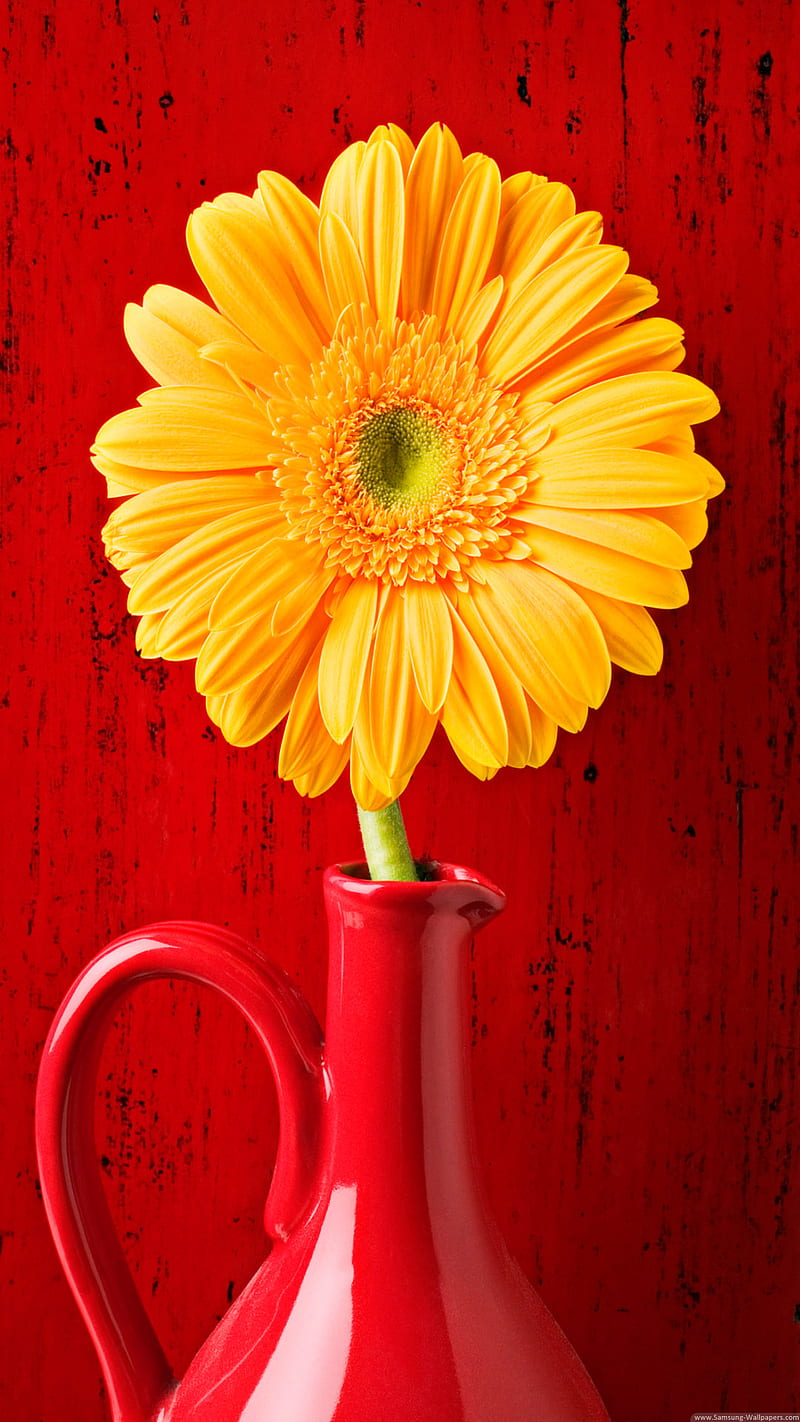 flower in a vase, flowerdaisy, red, yellow, HD phone wallpaper
