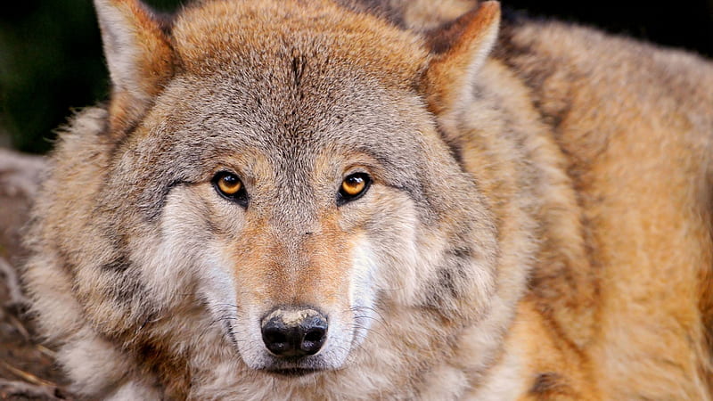 Beautiful Wolf, fangs, wolf, fur, wild, HD wallpaper