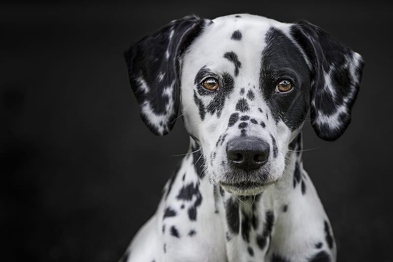 Dalmatian dog, spot, caine, black, face, white, portrait, dog, animal, HD wallpaper